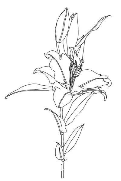 Yaprakları ve tomurcukları olan zambak çiçeğinin gerçekçi çizimi — Stok Vektör