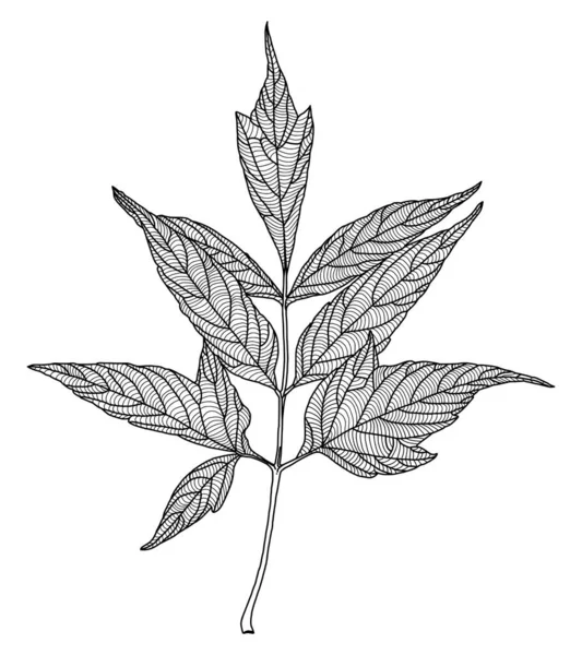 Dessin stylisé de feuille d'érable à feuilles de frêne — Image vectorielle