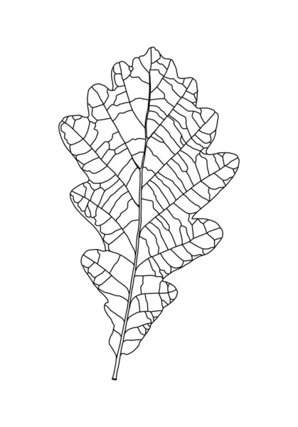 Patrón lineal de hoja de roble gráfico con venas aisladas sobre fondo blanco — Archivo Imágenes Vectoriales