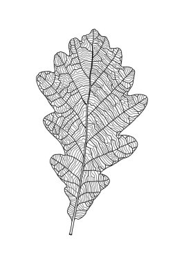 Beyaz arkaplanda izole edilmiş damarlı doğrusal meşe yaprağı resmi