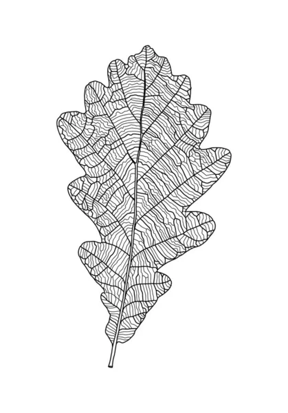 Imagen lineal de hoja de roble gráfico con venas aisladas sobre fondo blanco — Archivo Imágenes Vectoriales