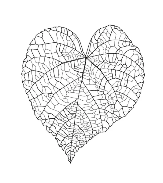 Image graphique linéaire feuille de tilleul avec des veines en forme de coeur — Image vectorielle