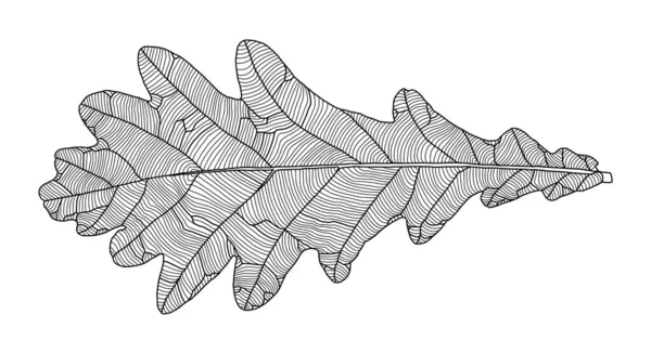 Линейный графический рисунок дубового листа с венами — стоковый вектор