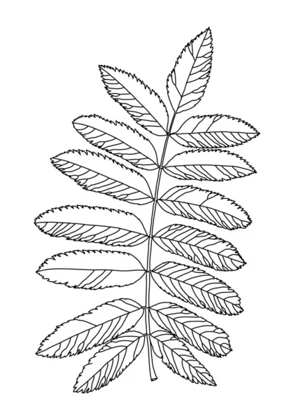 Image graphique linéaire feuilles de rowan avec des veines isolées sur un fond blanc. — Image vectorielle