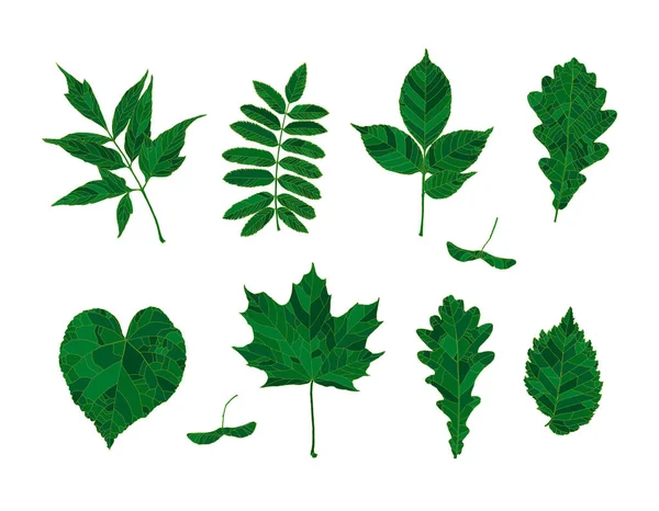 Ensemble de silhouettes vertes dessinées à la main feuilles de forêt — Image vectorielle