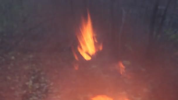 Laat Avond Zomer Van Brandende Takken — Stockvideo