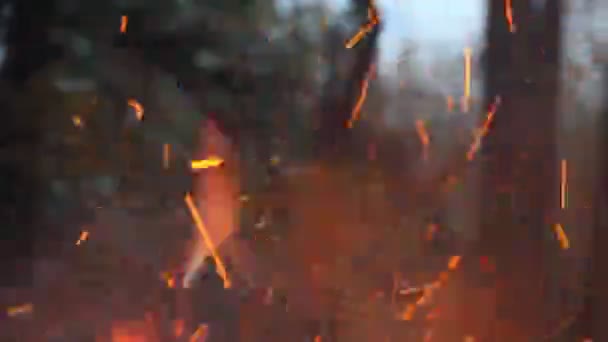 Tarde Noche Verano Ramas Ardientes — Vídeo de stock