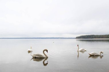 Kuğular gölde yüzer.