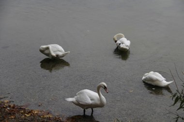 Kuğular gölde yüzer.
