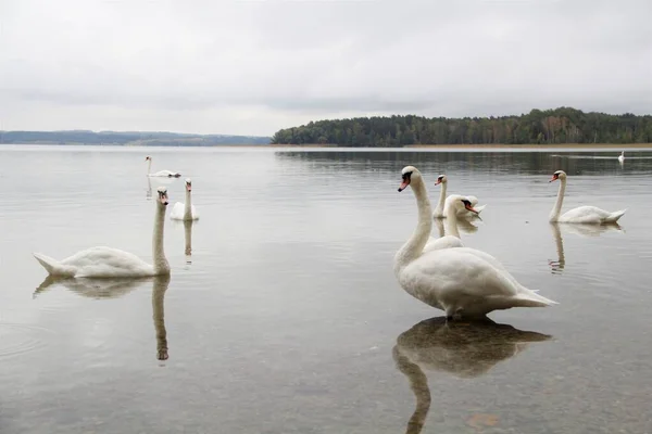 swans swim in the lake
