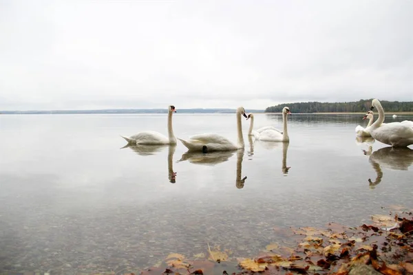 Swans Swim Lake — Stock Photo, Image