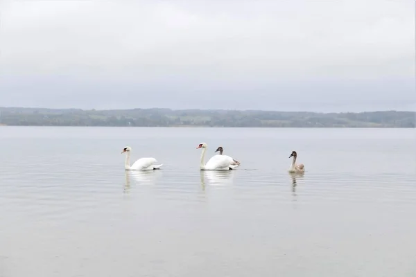 Лебеди Плавают Озере — стоковое фото