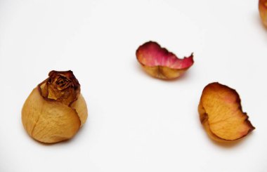 Beyaz kağıt üzerinde kuru bir gülün yaprakları.