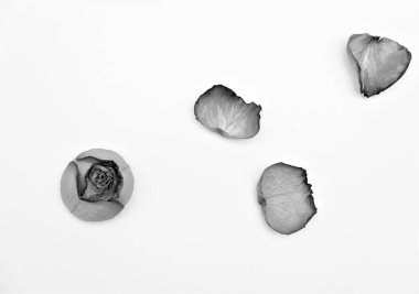 Beyaz kağıt üzerinde kuru bir gülün yaprakları.