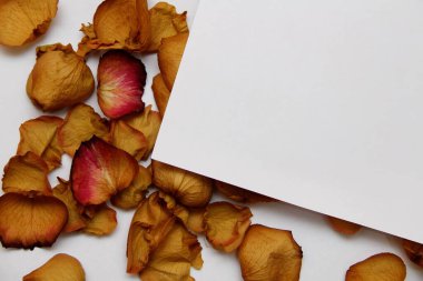 Beyaz kağıt üzerinde kuru bir gülün yaprakları.