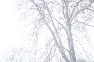 Ocak ayında Kalininingrad 'da kar fırtınası