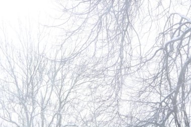 Ocak ayında Kalininingrad 'da kar fırtınası