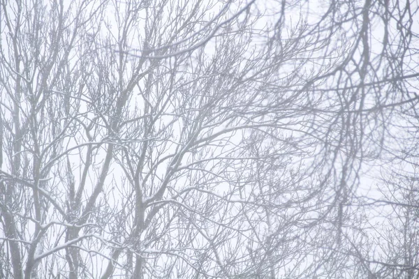 Χιονοθύελλα Τον Ιανουάριο Στο Καλίνινγκραντ — Φωτογραφία Αρχείου