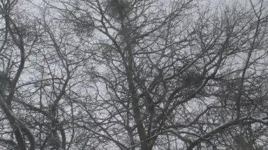 Ocak ayında Kalininingrad 'da kar fırtınası