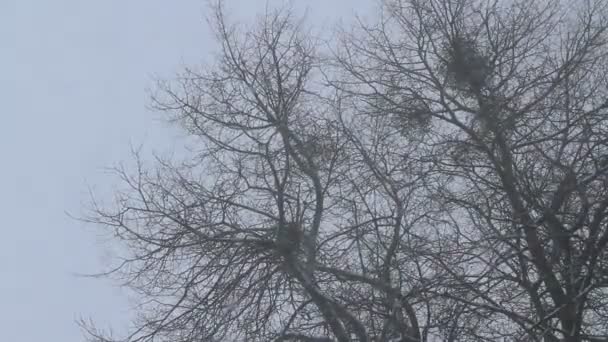 Tormenta Nieve Enero Kaliningrado — Vídeos de Stock