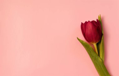 Pembe arka planda bir lale.