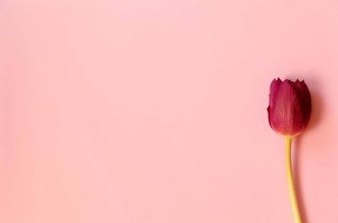 Pembe arka planda bir lale.