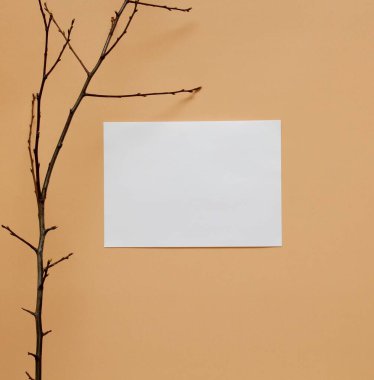 Kağıt ve arka planda bir dal