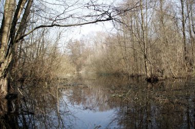 spring in March in the Kaliningrad region