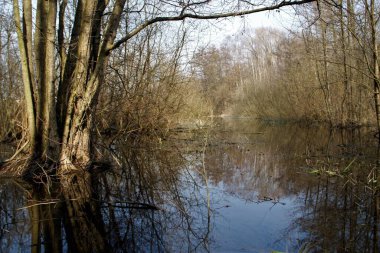 spring in March in the Kaliningrad region