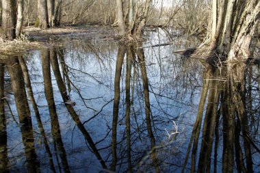 spring in March in the Kaliningrad region