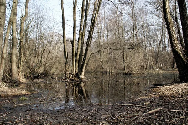 Spring March Kaliningrad Region — Foto de Stock