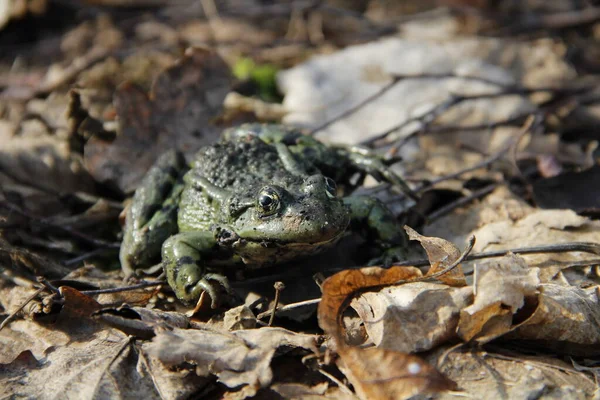 Grenouille Dans Forêt Région Kaliningrad — Photo