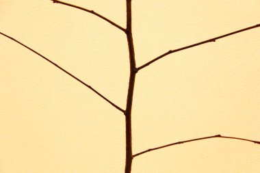 Duvarın arka planındaki ağaç dalı