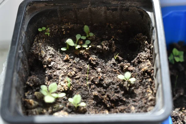 Flower seedlings and their shoots in pots with earth