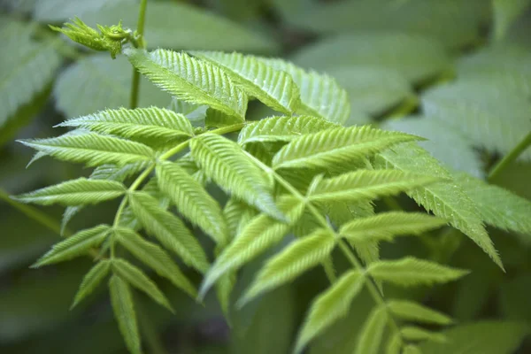 Green leaves mountain ash mountain ash leaf Sorbaria in summer