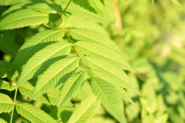 Green leaves of mountain ash in the garden in summer