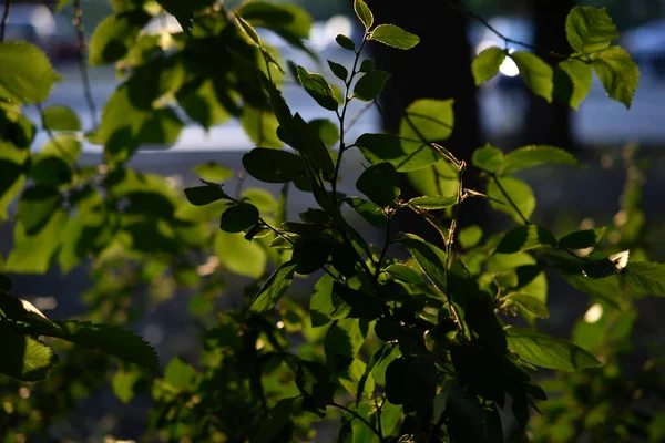 Green leaves of a tree in the rays of the setting sun