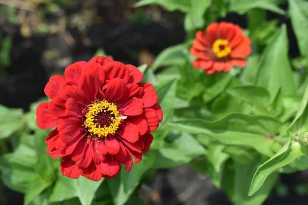 Colorful red yellow and blue flowers of zinnia close up