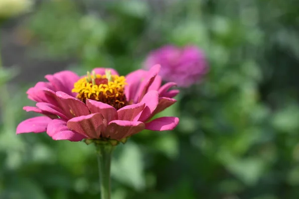 Colorful red yellow and blue flowers of zinnia close up