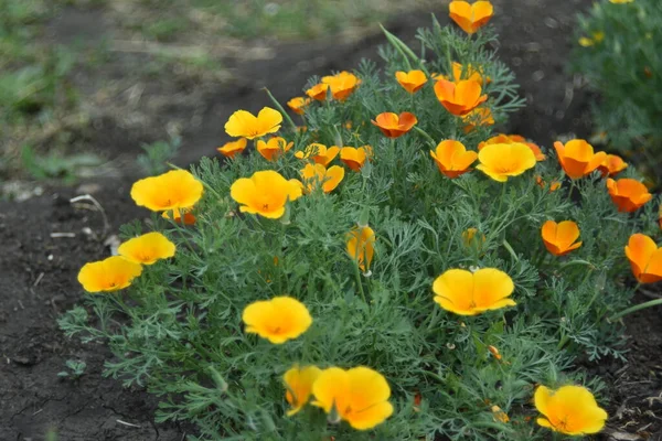 Escholzia californica red and yellow flowers close-up