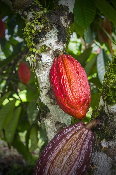 Какао растение с фруктами — стоковое фото
