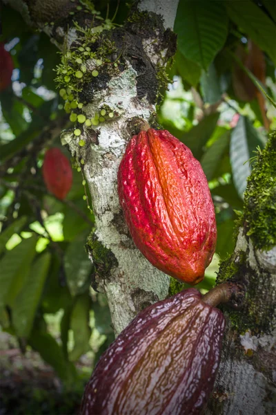 Tanaman kakao dengan buah — Stok Foto