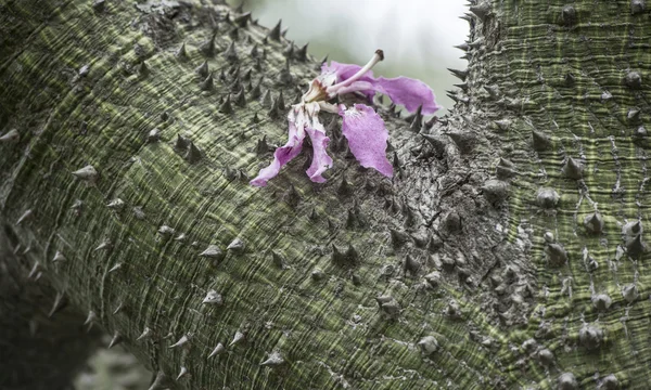 Silk Floss Tree ( Chorisia speciosa ) — Stock Photo, Image