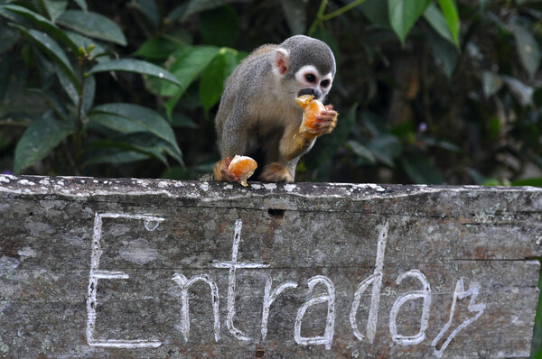 Squirrel monkey above the entrance