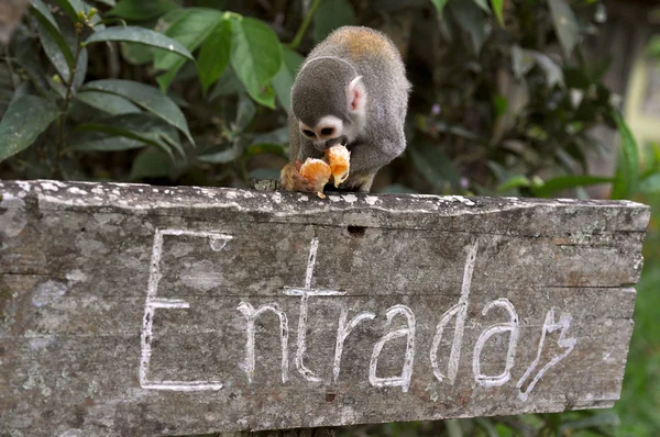 Squirrel monkey above the entrance — Stock Photo, Image