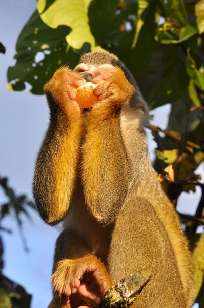 Squirrel monkey, Ecuador — Stock Photo, Image