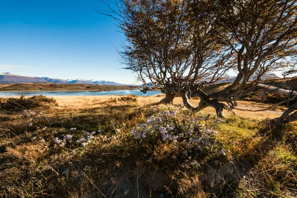 Autumn in Patagonia. Tierra del Fuego, Beagle Channel — Stock Photo, Image