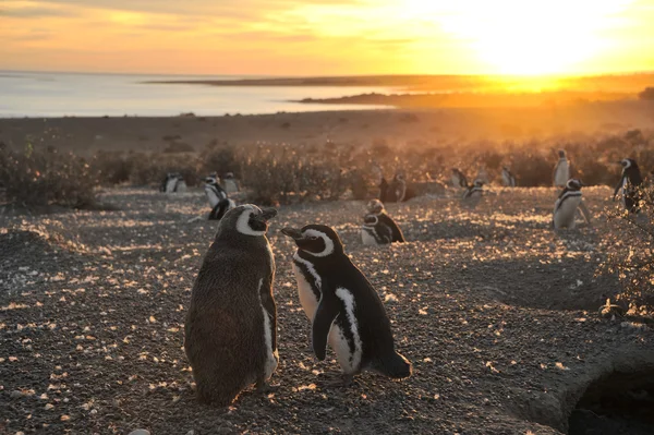 Magelhaense pinguïns, vroeg in de ochtend bij punto tombo, Patagonië — Stockfoto