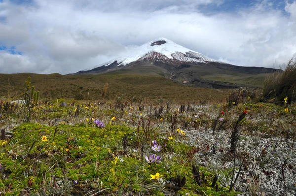 Cotopaxi-Vulkan über dem blühenden Hochland der Anden — Stockfoto