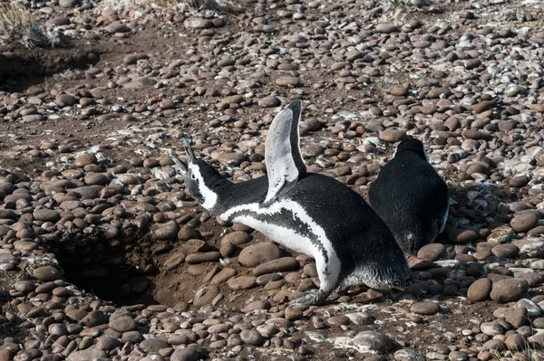 Pinguini Magellanici nell'area naturale protetta Punta Tombo — Foto Stock